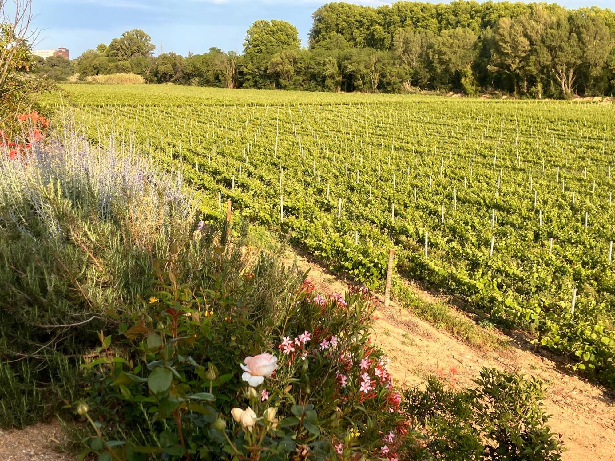Domaine De L'Herbe Sainte Mirepeisset Zewnętrze zdjęcie